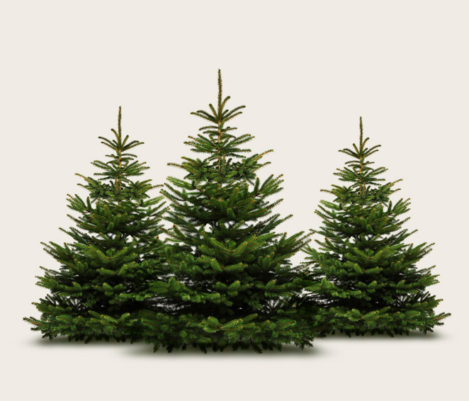 Im Christbaum-Center finden Sie Ihren perfekten Weihnachtsbaum!